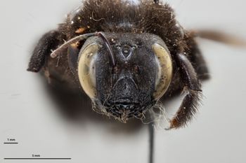 Media type: image;   Entomology 810676 Aspect: head frontal view